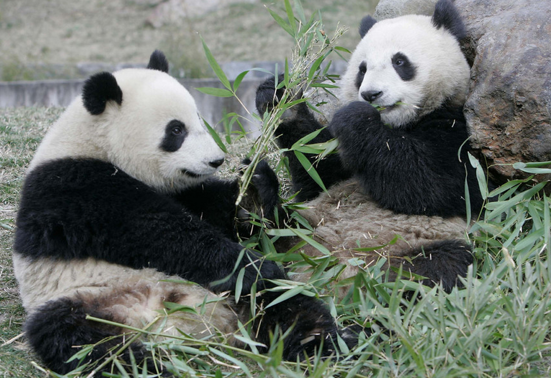 熊猫野生的生活环境主要分为森林和竹林两种,黑白相间的外表有助于