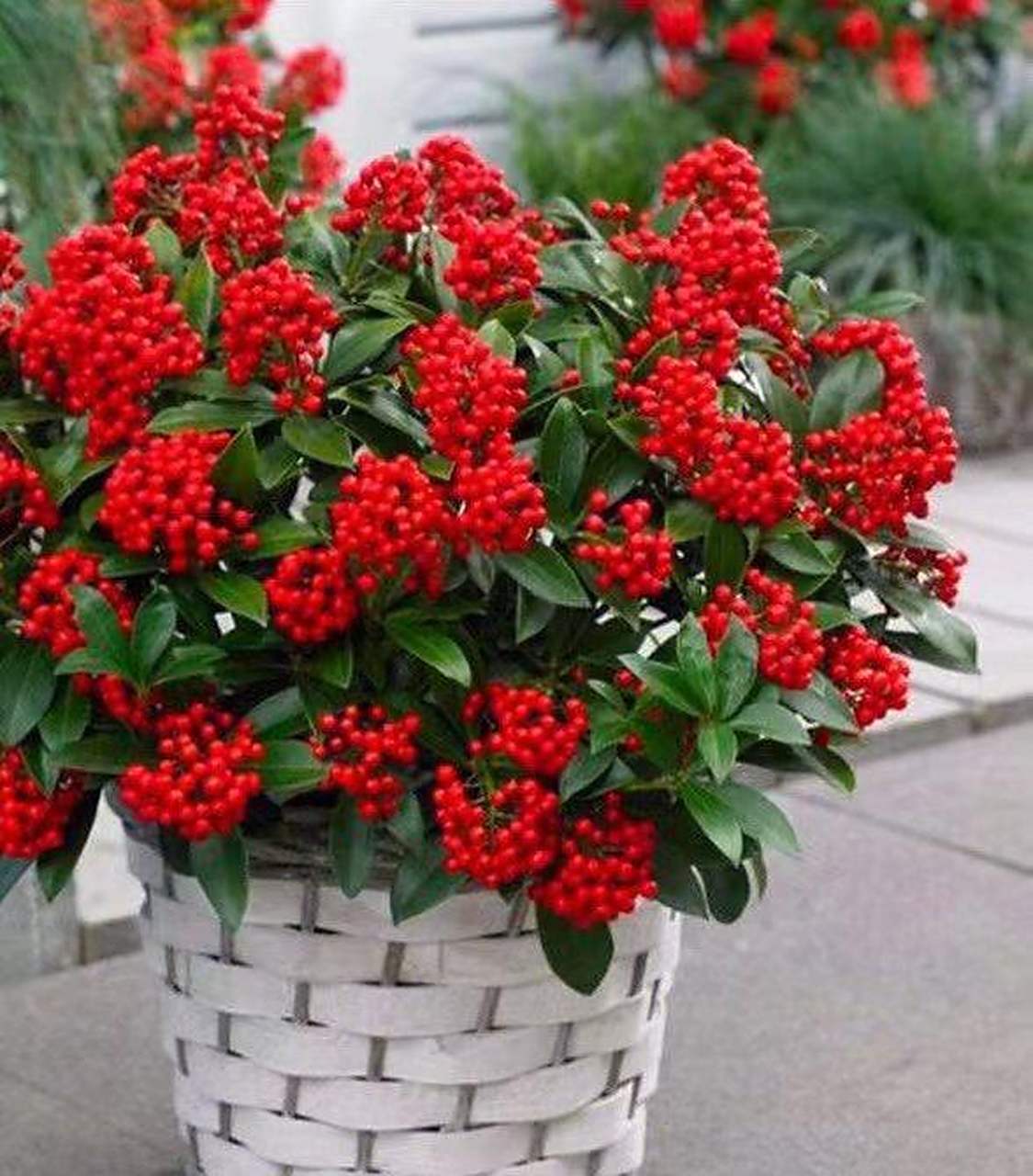 红玉珠,是来自荷兰的高档盆花,叶子片片青翠碧绿,红果颗颗鲜艳饱满,亮