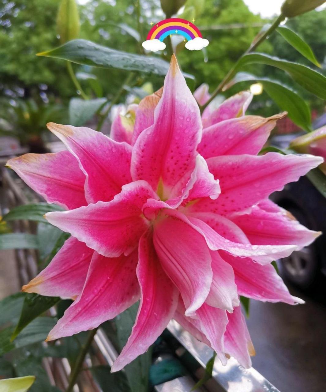 重瓣香水百合花——伊莎贝拉,既能当切花,也可以盆栽观赏的品种,株型