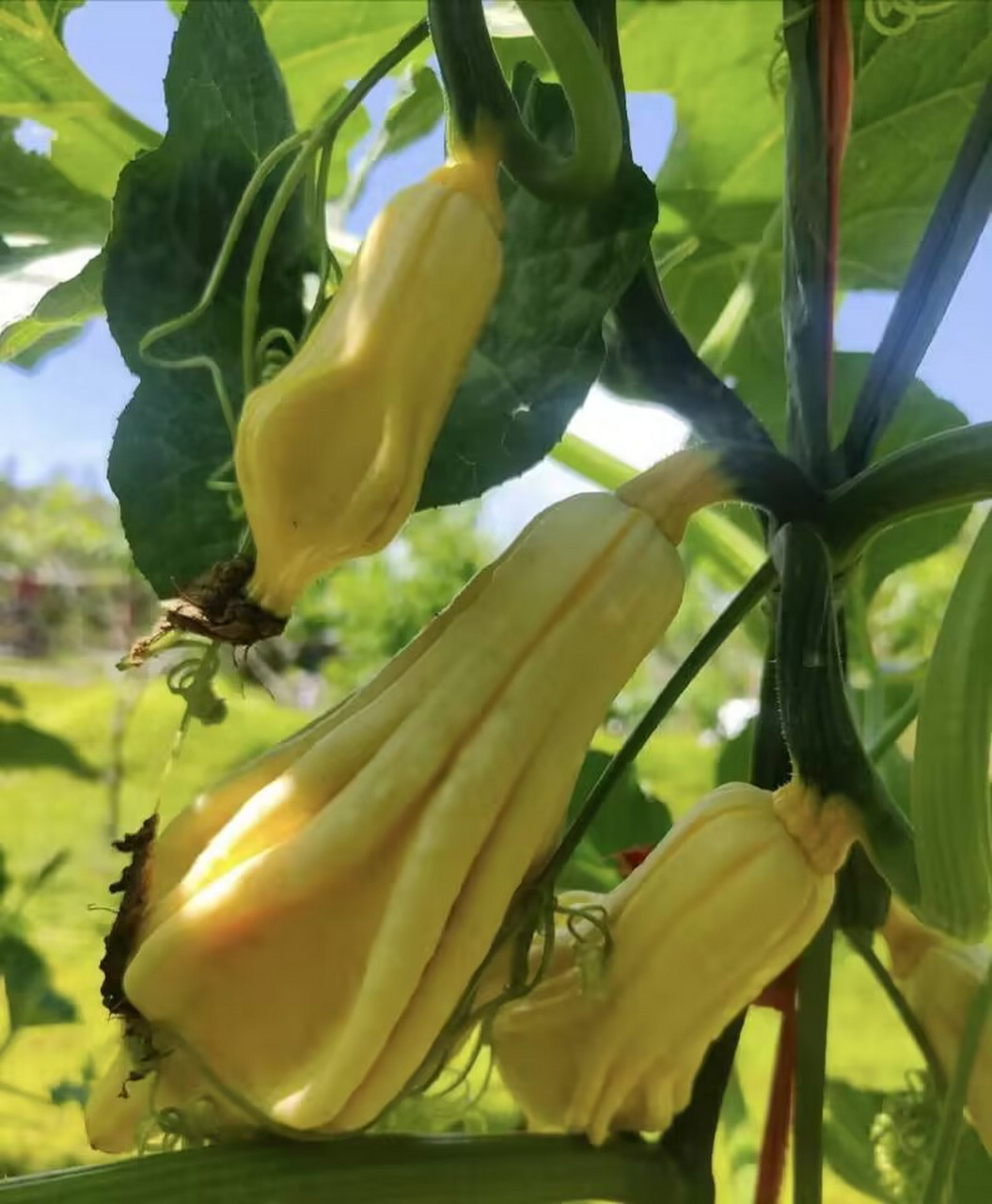 买了棵榴莲树,没想到今年开花是这样的,这是榴莲花吧