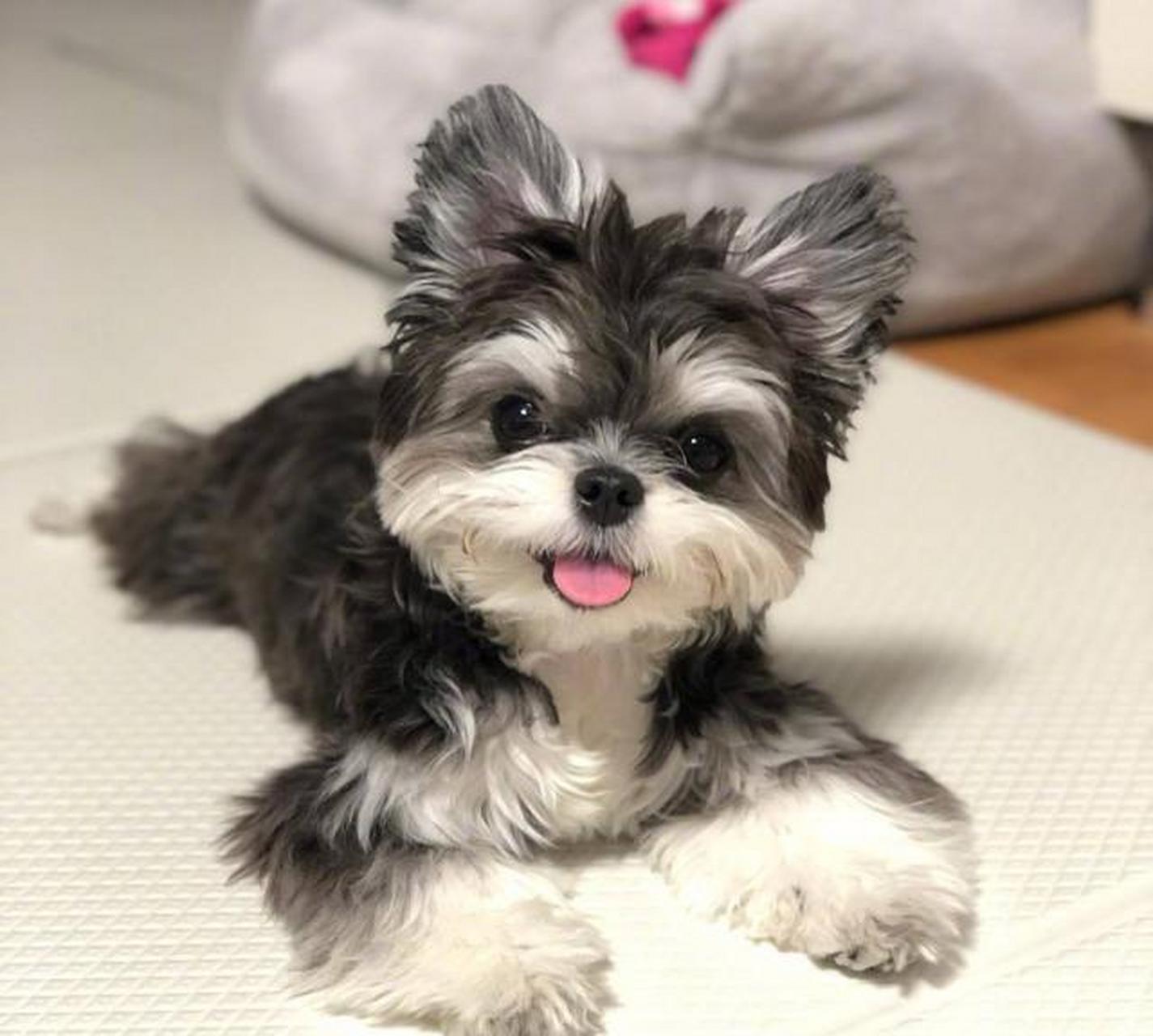 韩国网友养的这只叫可乐狗狗,也太可爱了吧!