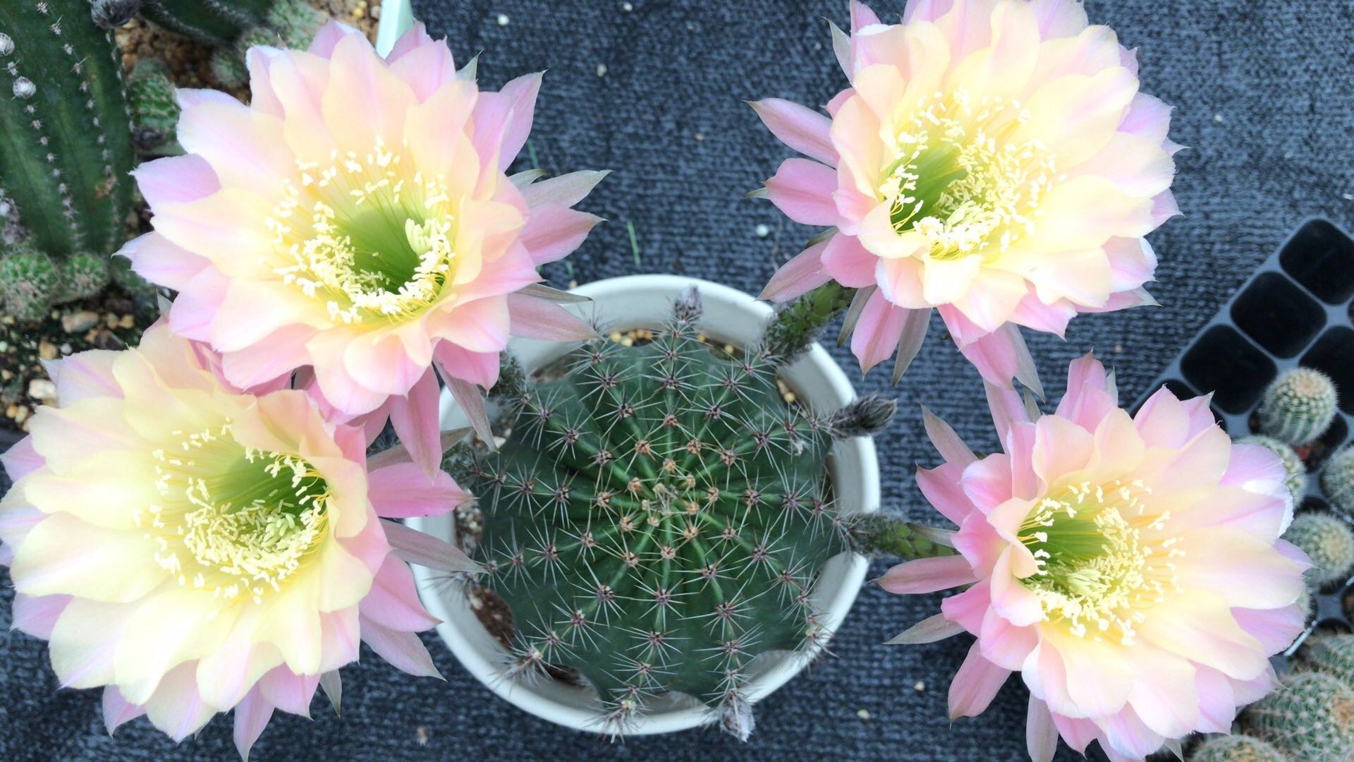 夏天,是仙人球的"主场",很多仙人球的盛花期就是现在,给大家推荐一个