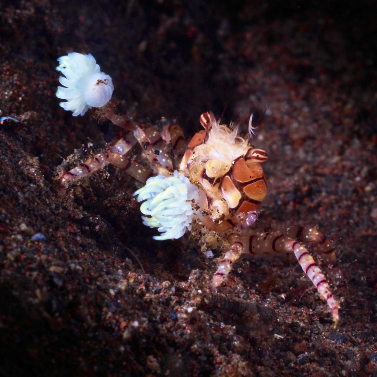 舞足蹈的啦啦队队长  08 学名:lybia tessellata  08 别名:拳击蟹