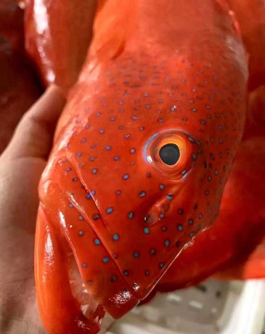 东星斑本港最受喜欢的宴席鱼颜担值当肉质紧实嫩滑!