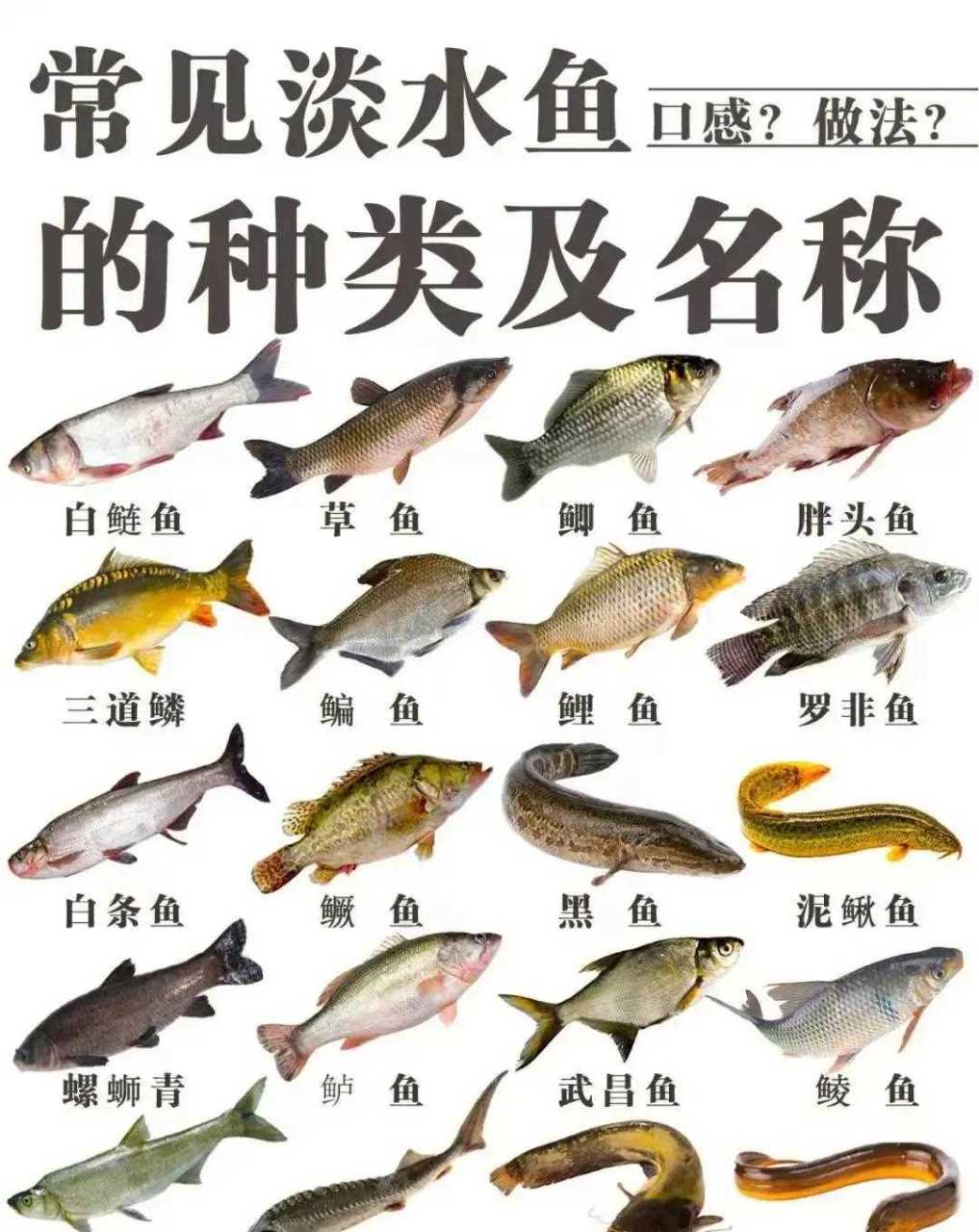 常见淡水鱼的种类及名称,肉质特点,合适的吃法.