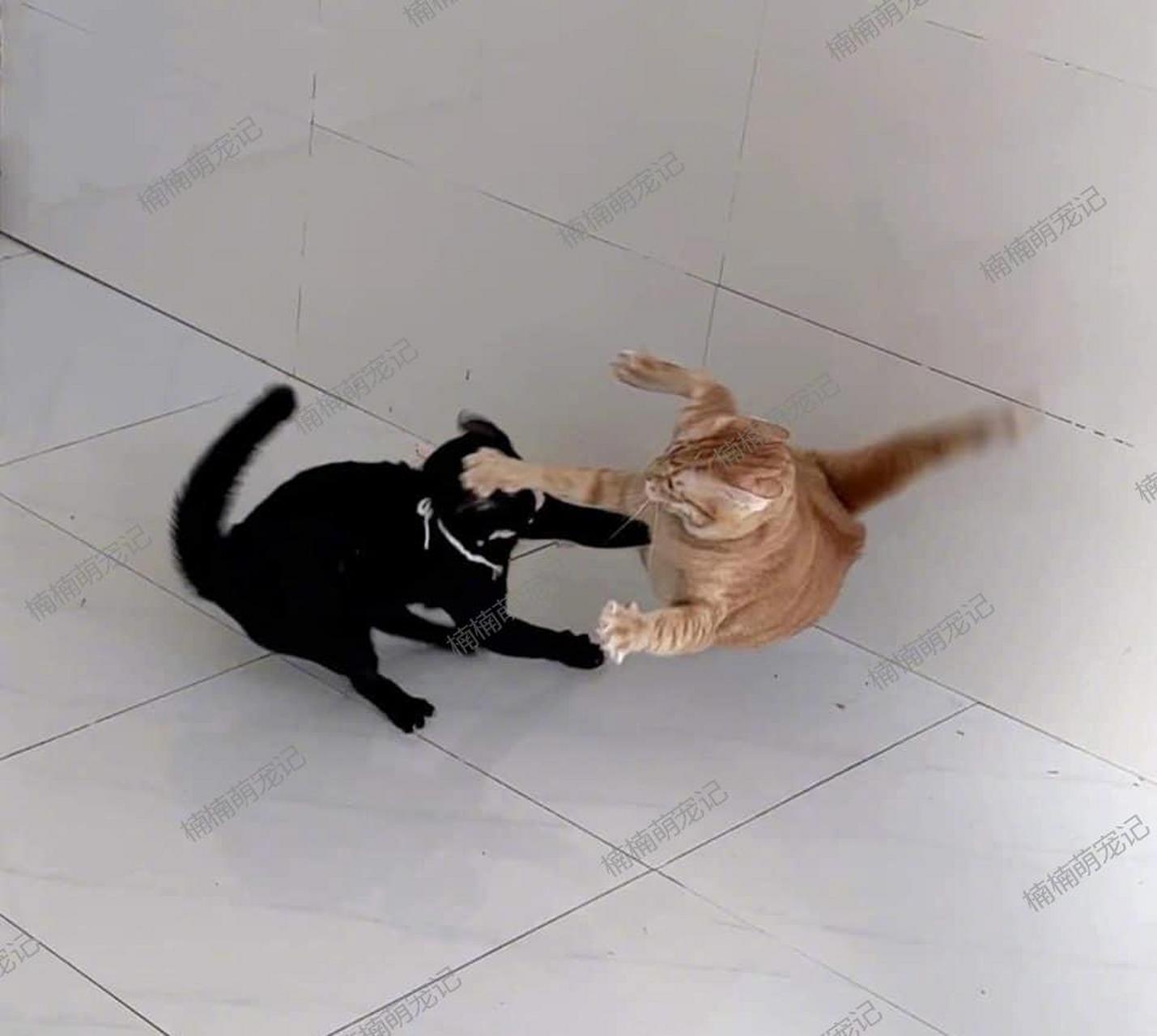 两只猫打架,橘猫居然输了!太好笑了![捂脸]