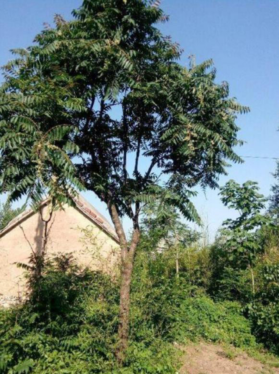 这句话的意思是,香椿树长得过高,容易折断,一旦被风吹倒,就可能给人