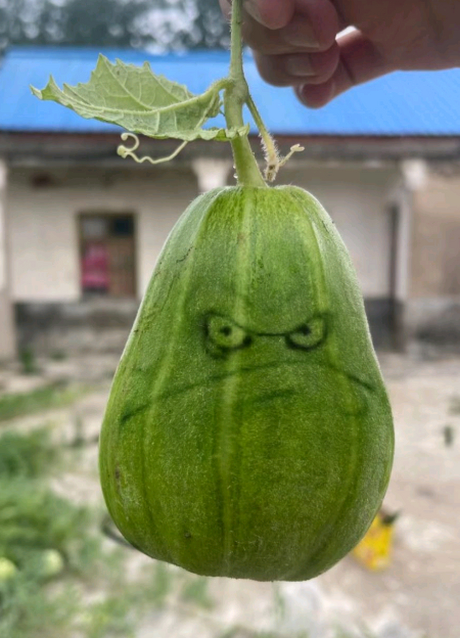 原来这就是倭瓜