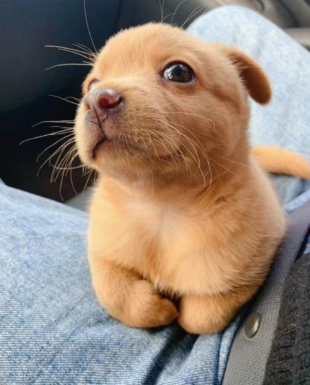 小土狗长大了,还是那么好看.