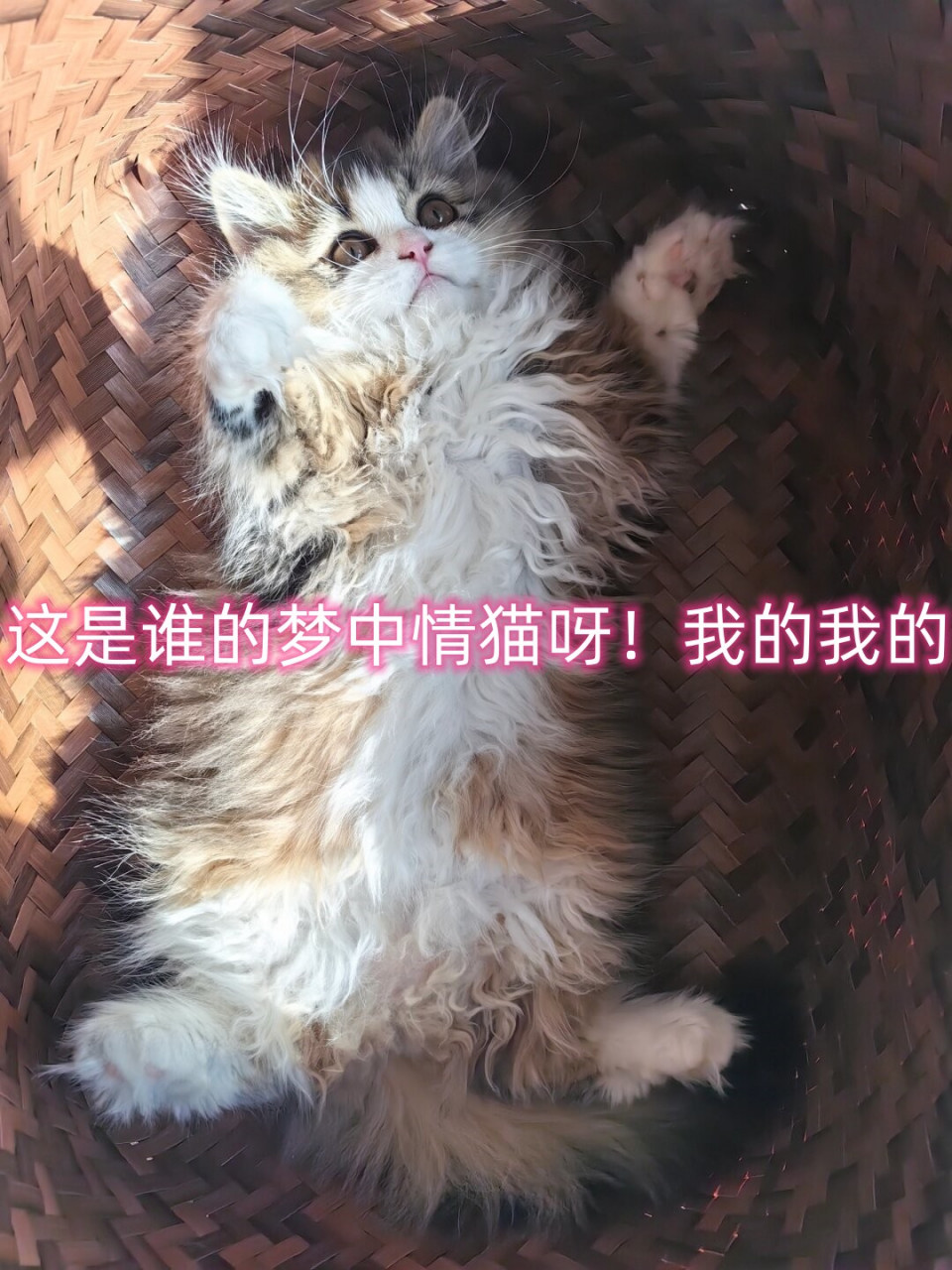 我的我的 是谁在梦中呼唤着猫咪的温暖陪伴?是你吗?