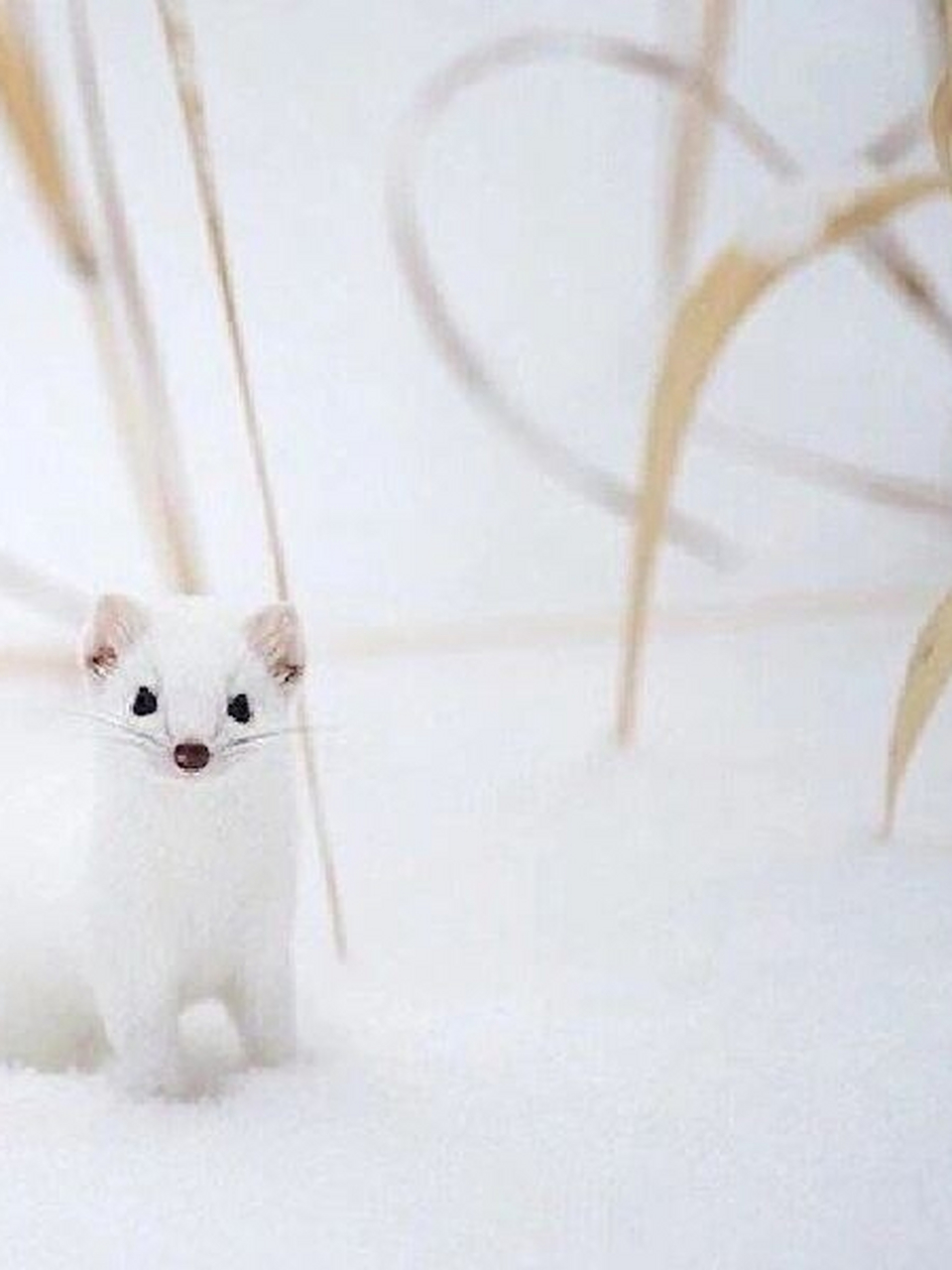 每天介绍一种生物|德拉科61马尔福  中文名:白鼬 学.