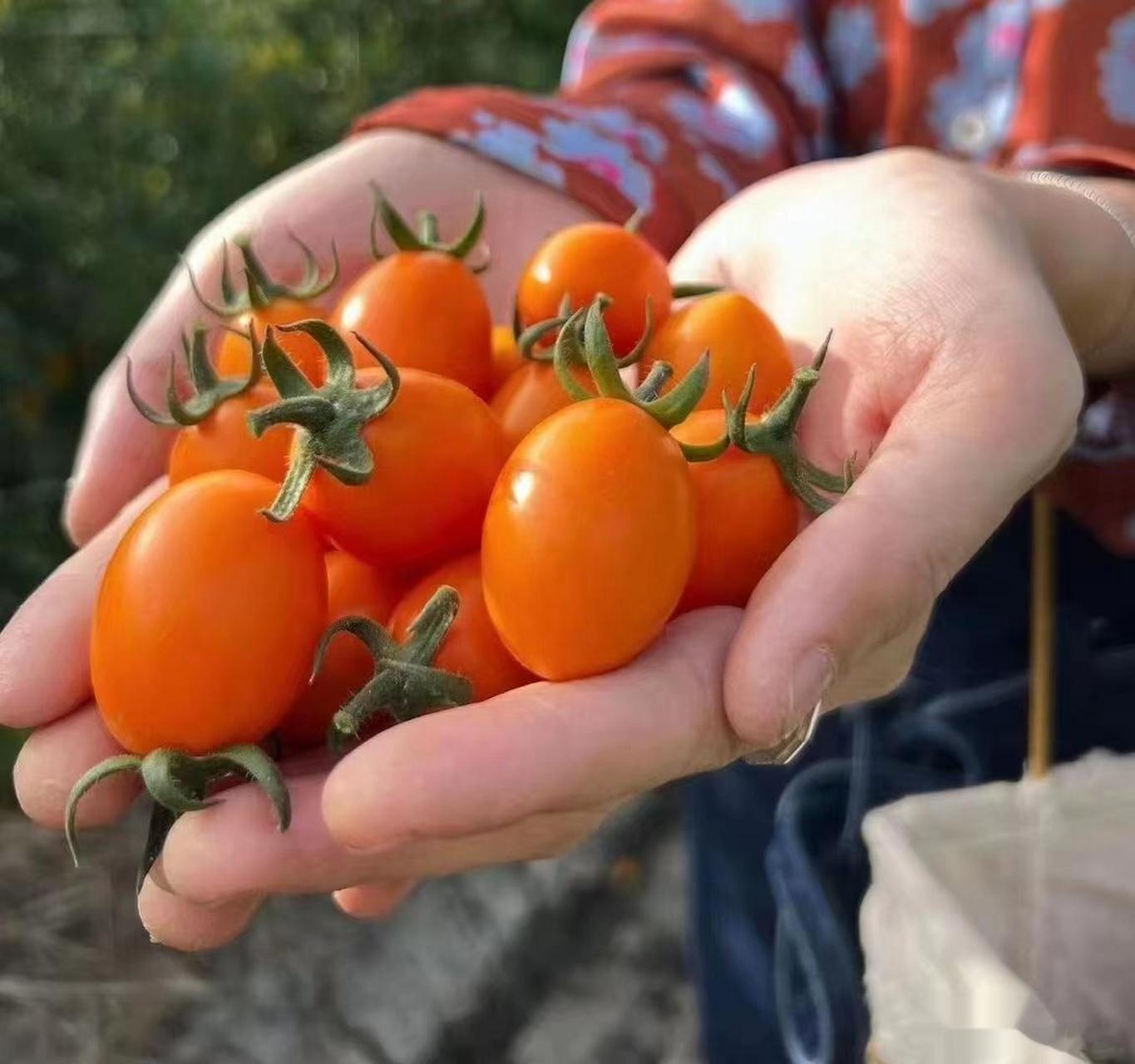 大妈的精选  稀有独家大连芒果小黄番茄3斤家庭装48蜜蜂授粉,产地温差