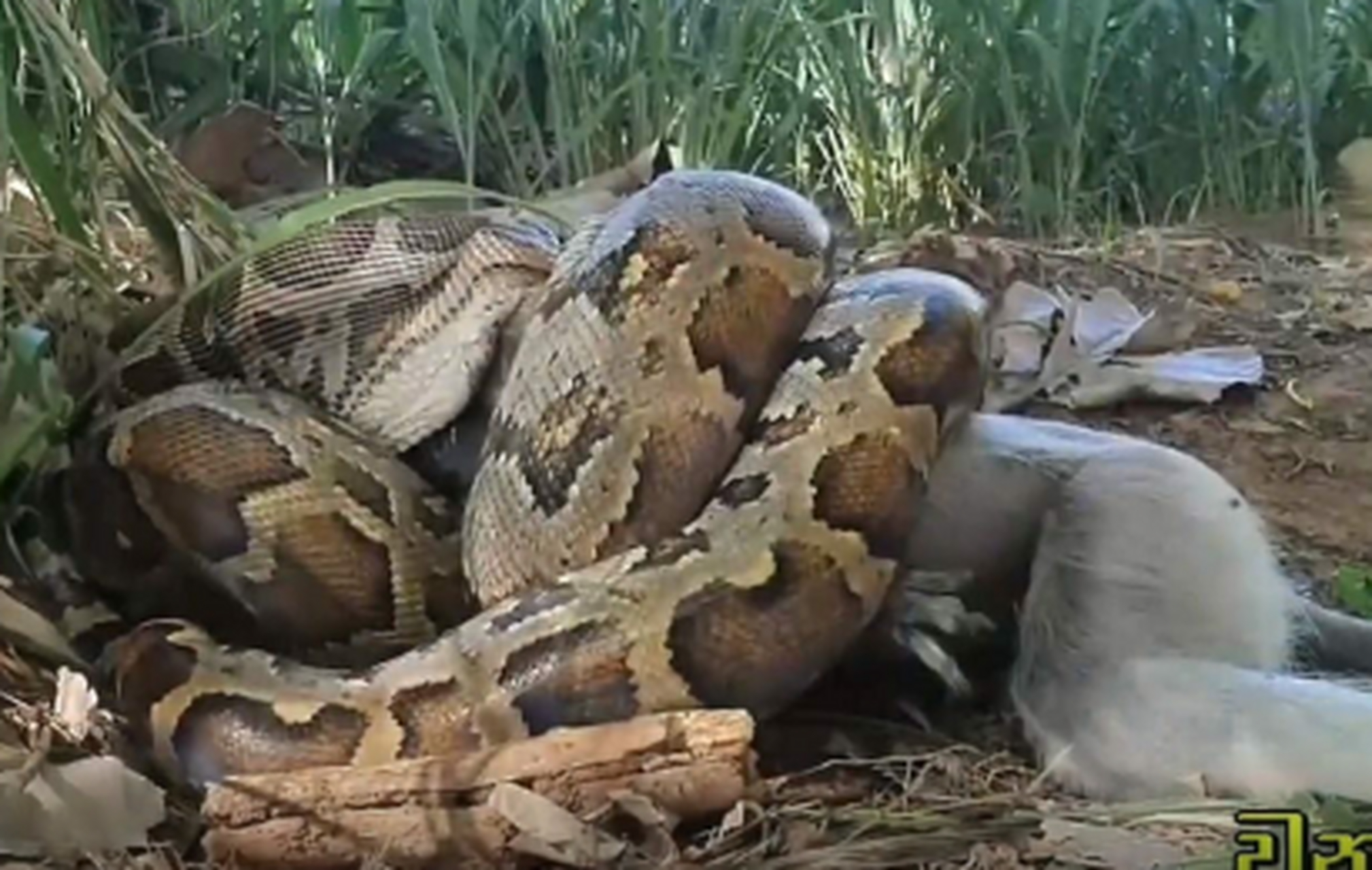 大蟒蛇生吞猴子,画面让人一惊