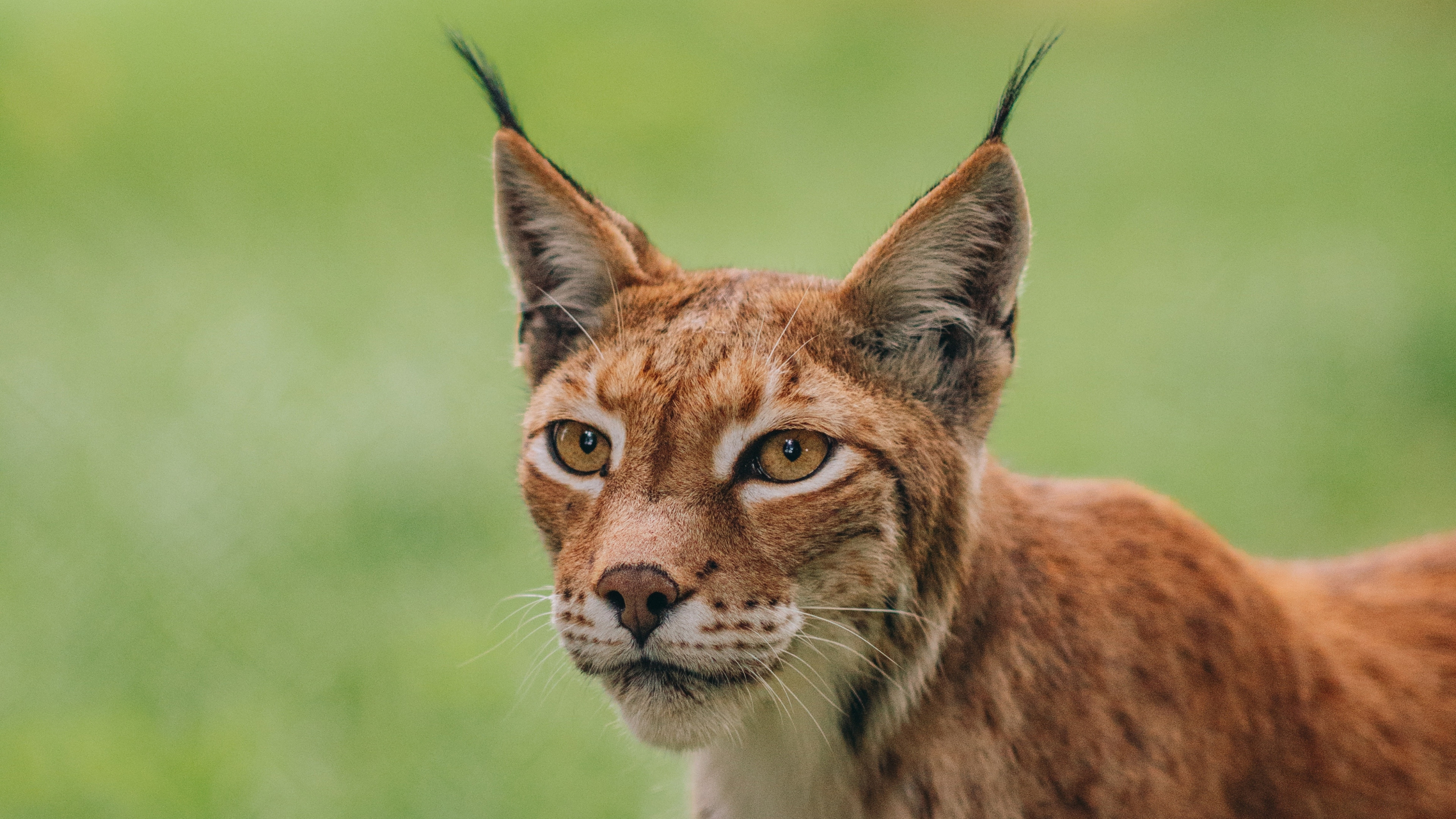 凶猛的猫科动物猞猁#猞猁# #野生动物# #猫科动物# #壁纸