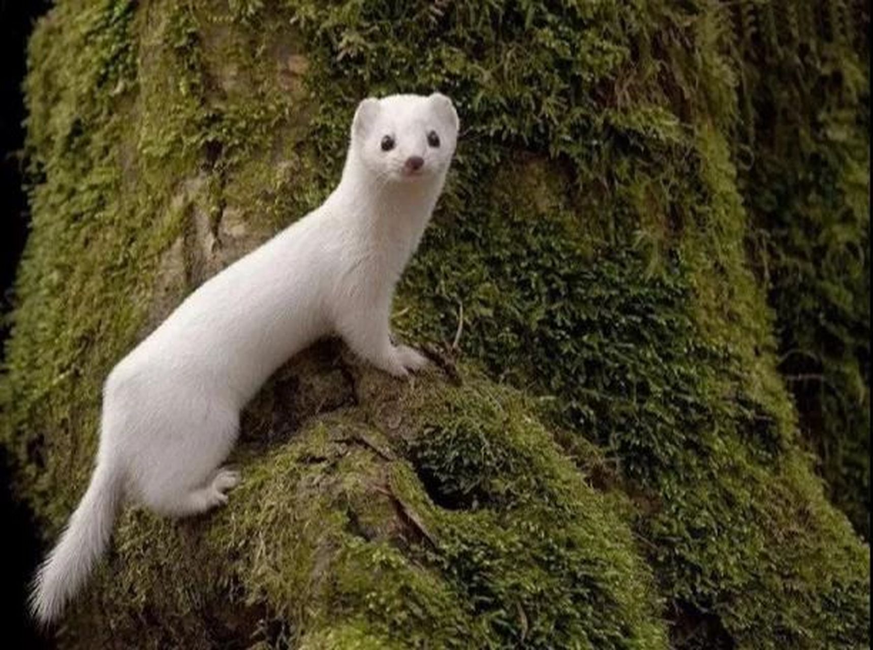 它是地球上最小的肉食哺乳动物,是同体型无敌的存在,不过在冷酷无情的