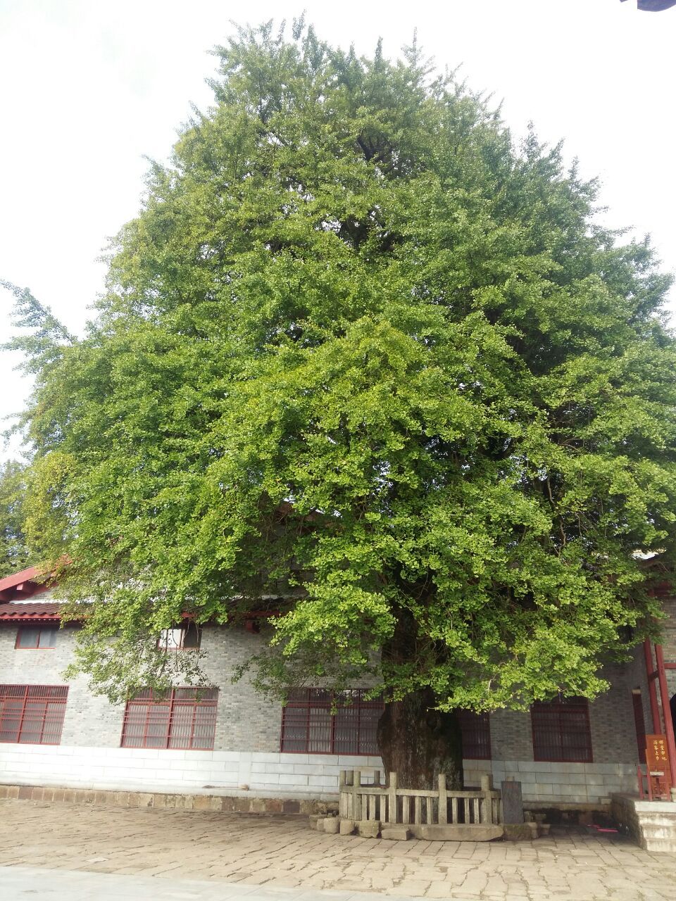 江西云居山的高僧塔林,这里有一棵千年银杏树,是高僧道颍禅师亲手种植