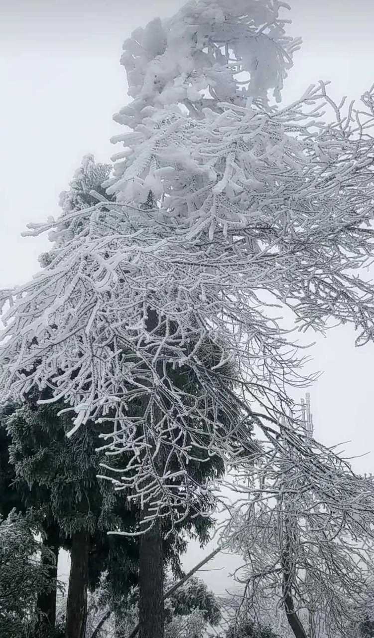 银装玉砌图片