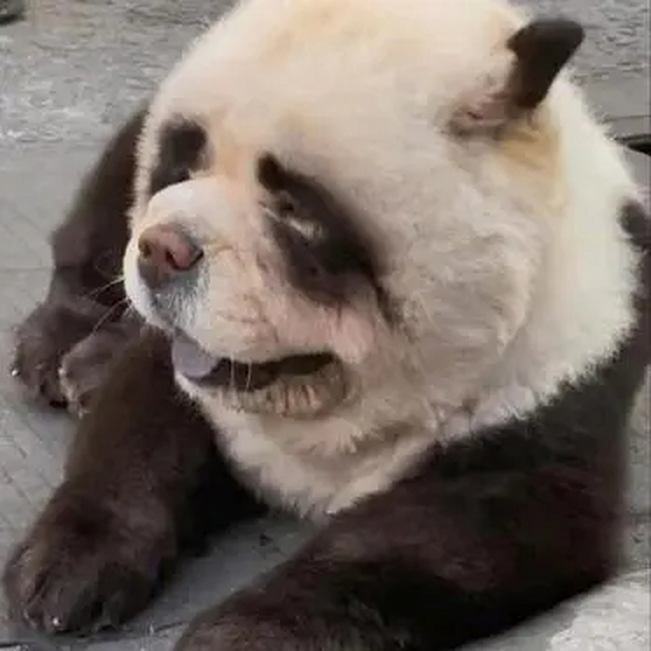 这狗长得真像熊猫