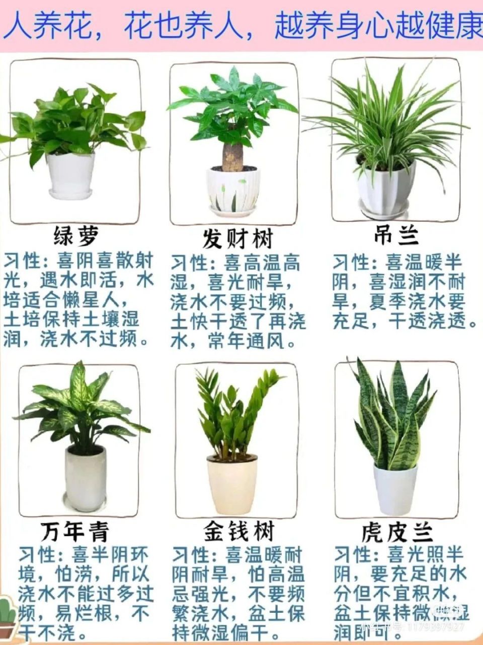 生活需要情调,花朵有治愈心情的力量.