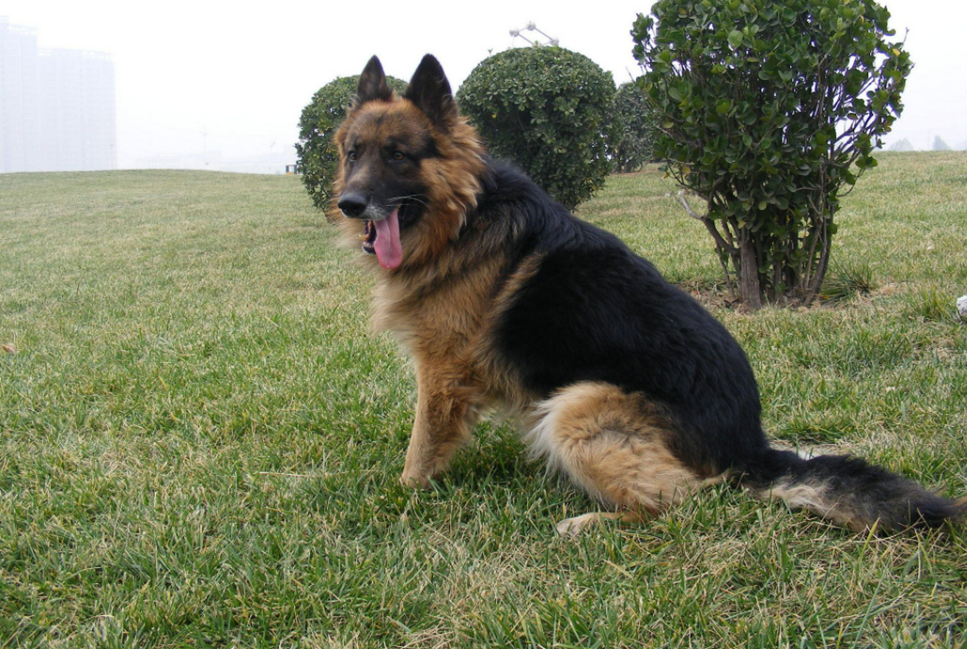 德国牧羊犬:它们温和而爱好服从,友善而高度警惕.