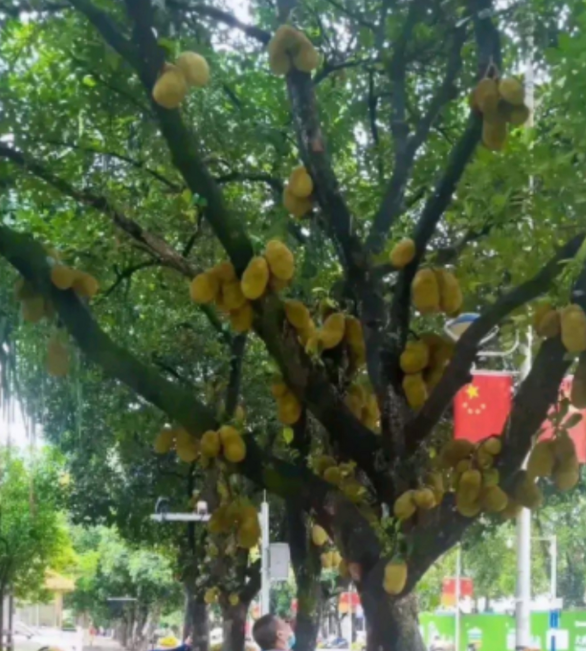 菠萝蜜原来是长树上的?