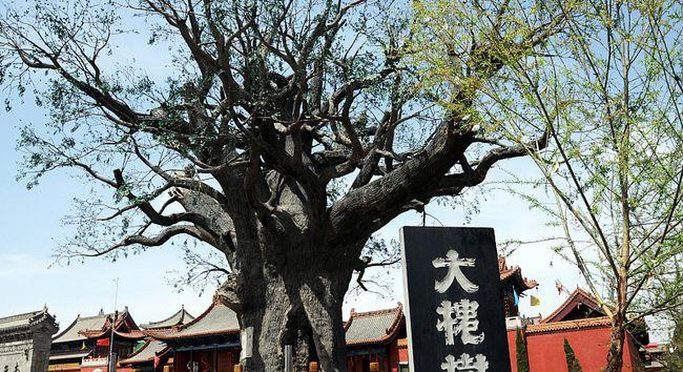 山西大槐树迁徙是因为胡大海杀光了中原人?