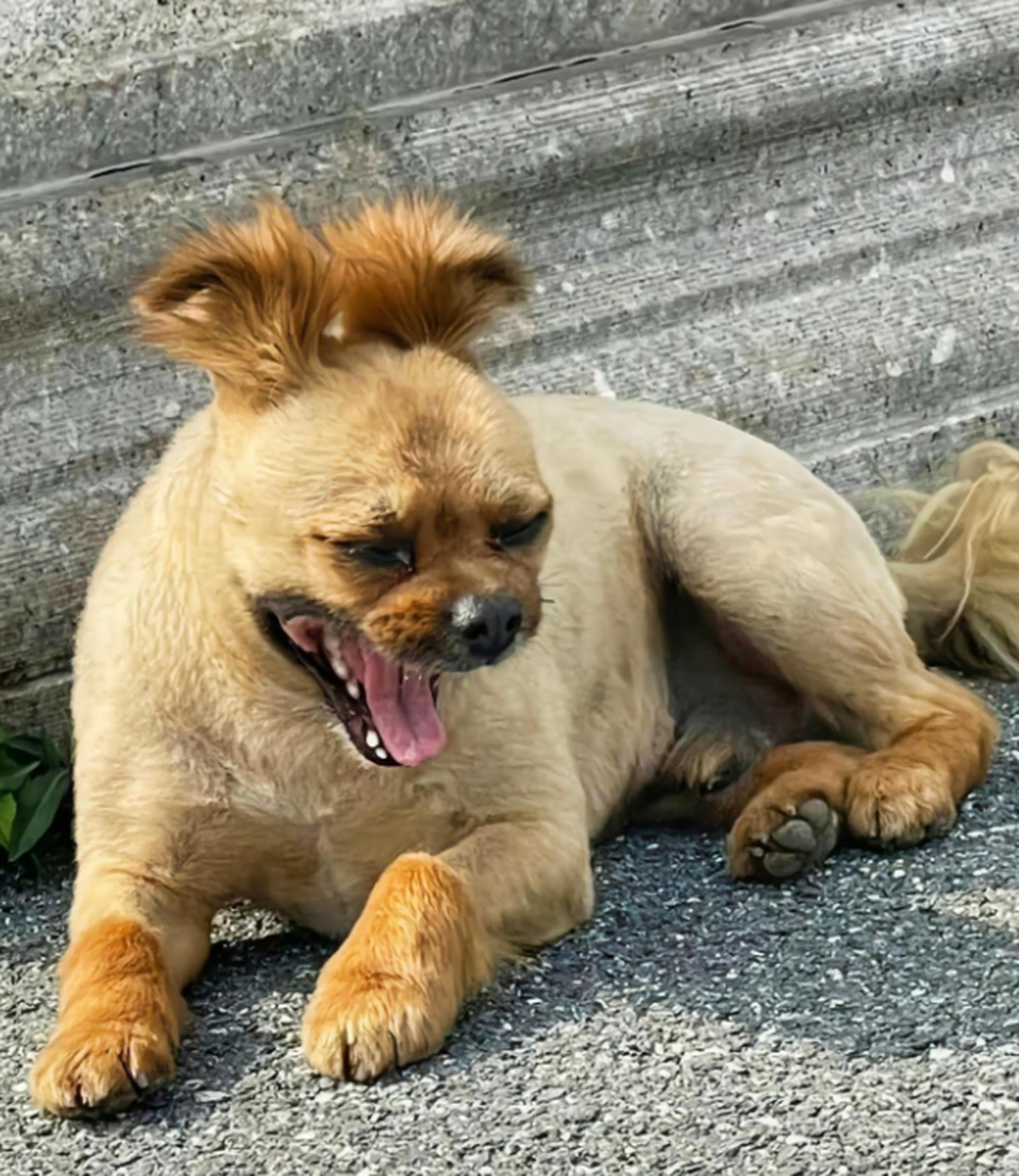 不得不说,这只狗狗的发型,就算是放在整条街上,也是相当炸裂的存在.