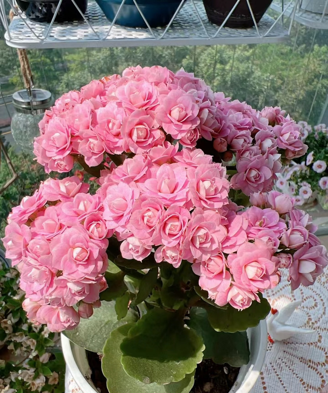 开始进入长寿花的盛花期,给大家推荐一个很值得养的品种——朱丽叶