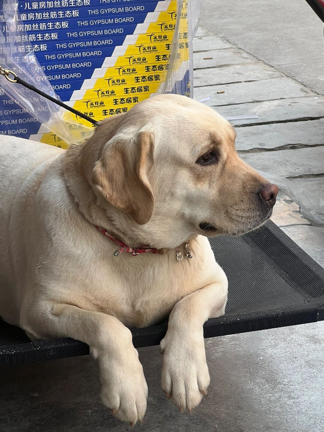 你的拉布拉多犬是不是也经常摆出这样的表情呢?