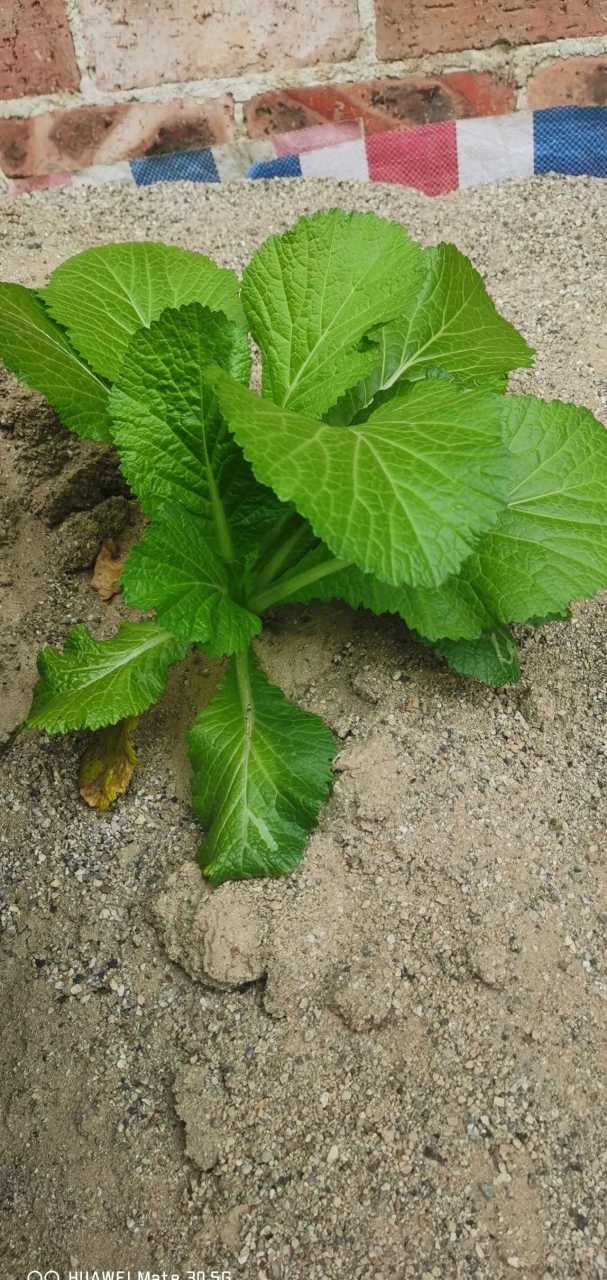沙堆里自然长出的芥菜不一般,山上散养的鸡,挑战了三个鸡胆.