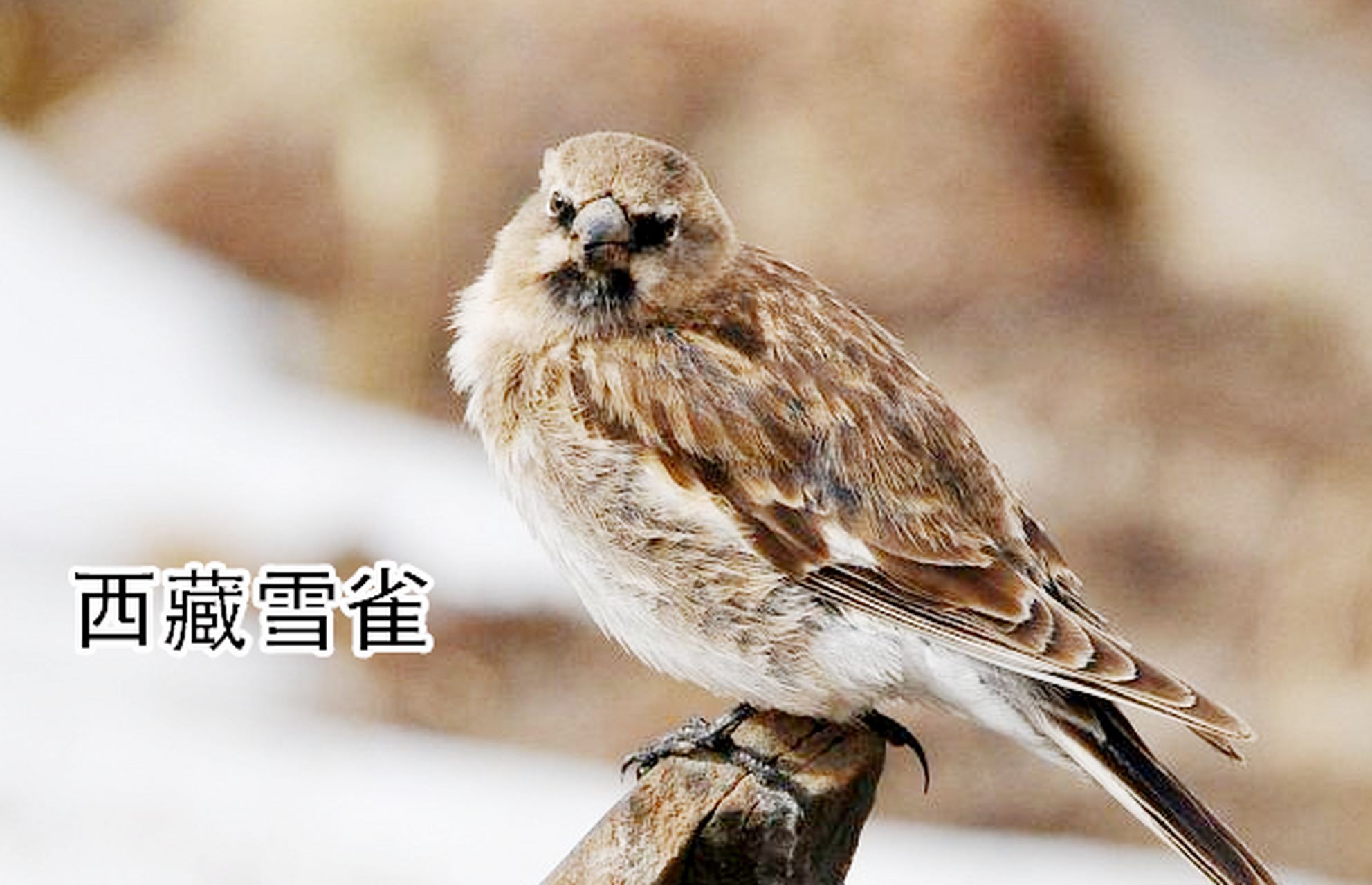 热榜之我见#麻雀(passer):是文鸟科麻雀属全球统计一共27种,中国目前