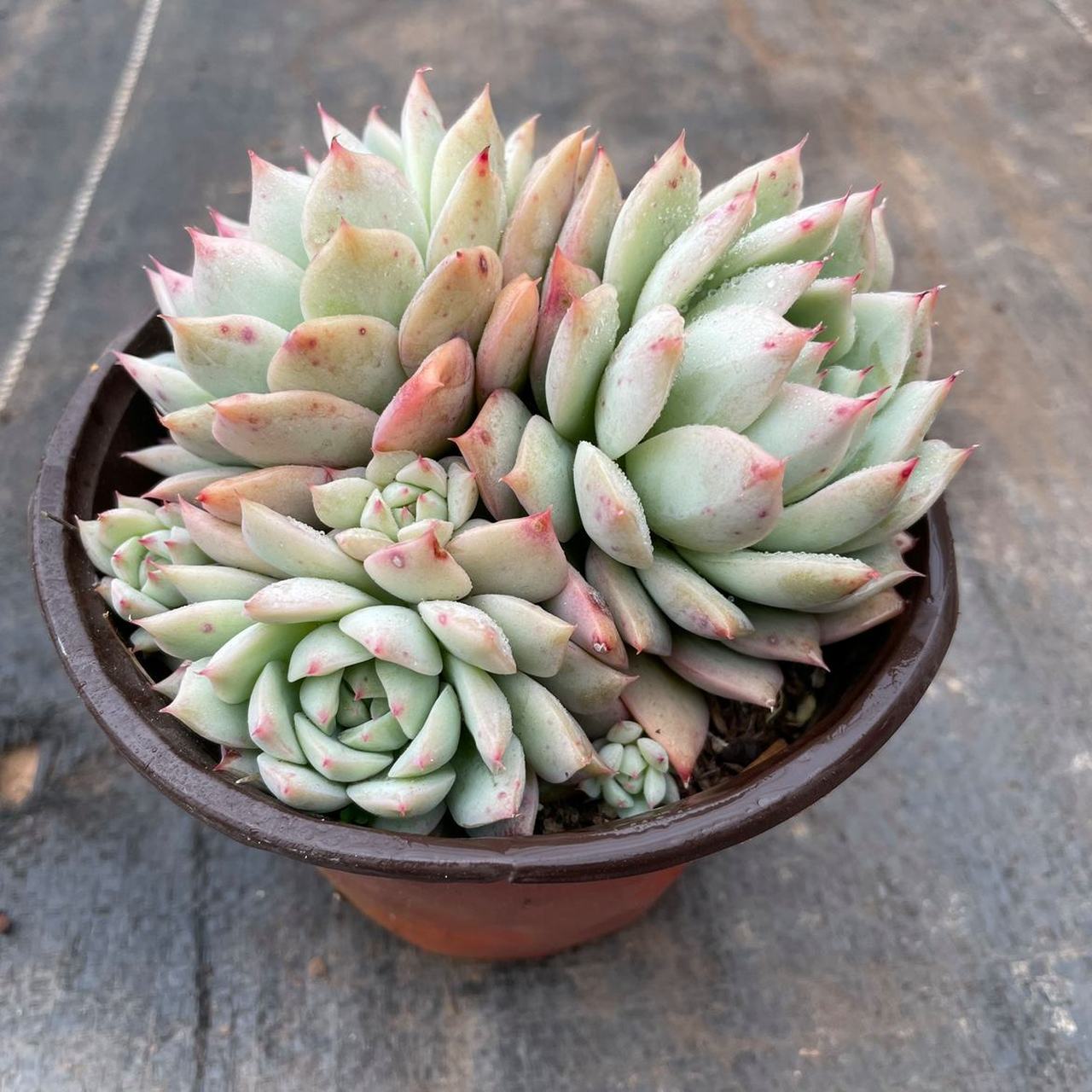 带你认识多肉——蒂比 蒂比是景天科 拟石莲花属 名字经常简写为tp