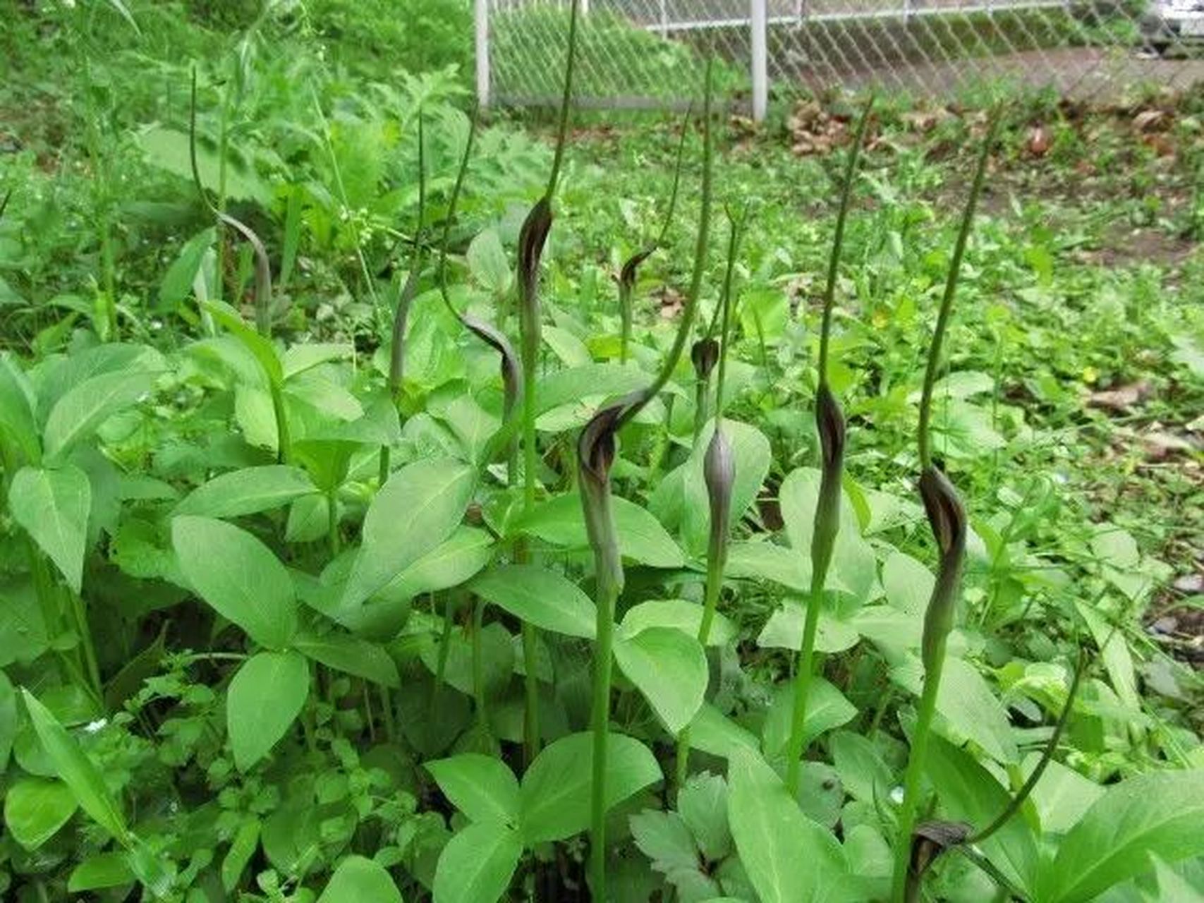 南阳特产——唐半夏 唐半夏,是一味著名的道地药材