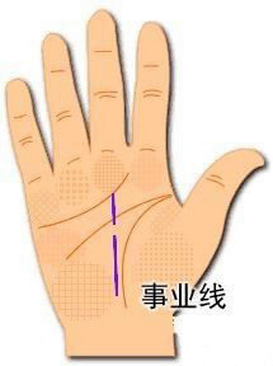 一,事业线是哪一条:手掌心下方向上延伸至中指下端的手纹线.