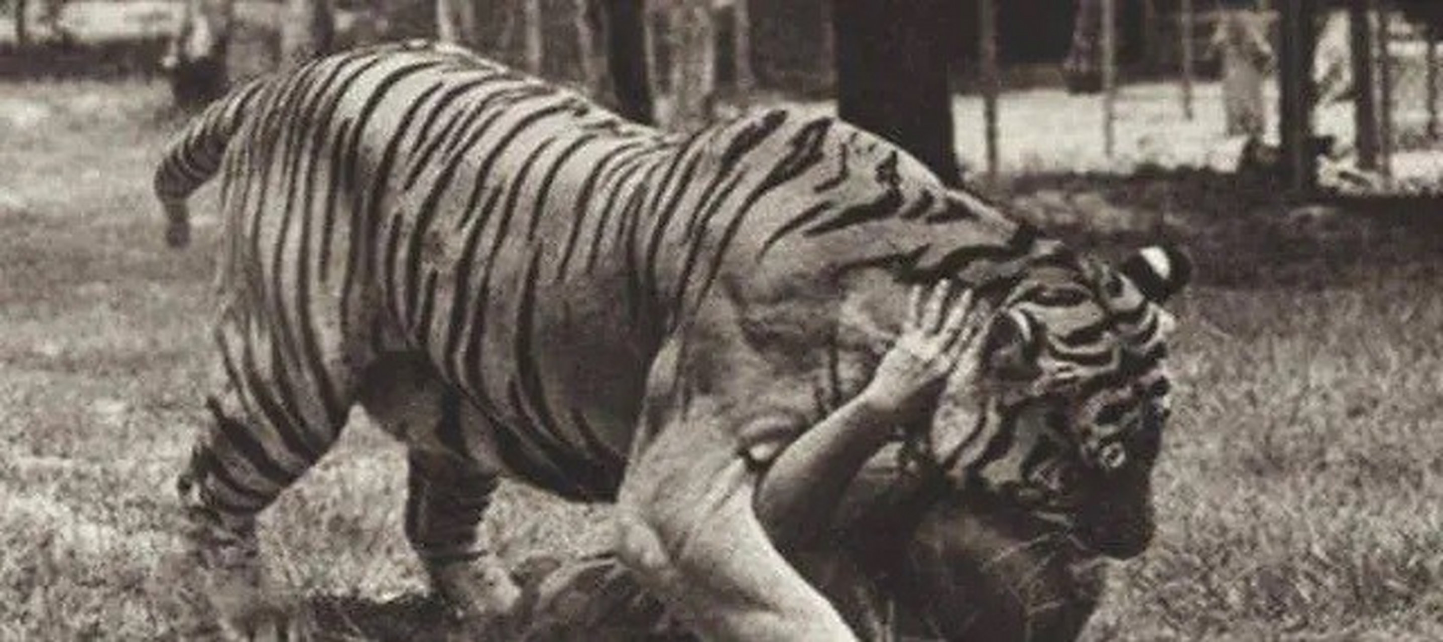 达尔文虽然肯定了人类是站在食物链的顶端,但是事实上人却不能与