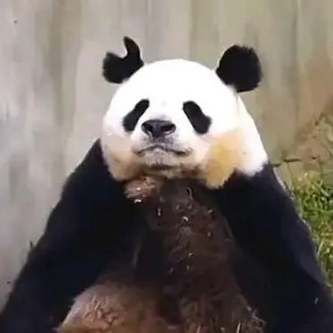 真的是好搞笑,大熊猫的耳朵竟然是这个造型,耳朵缺了一撮毛.