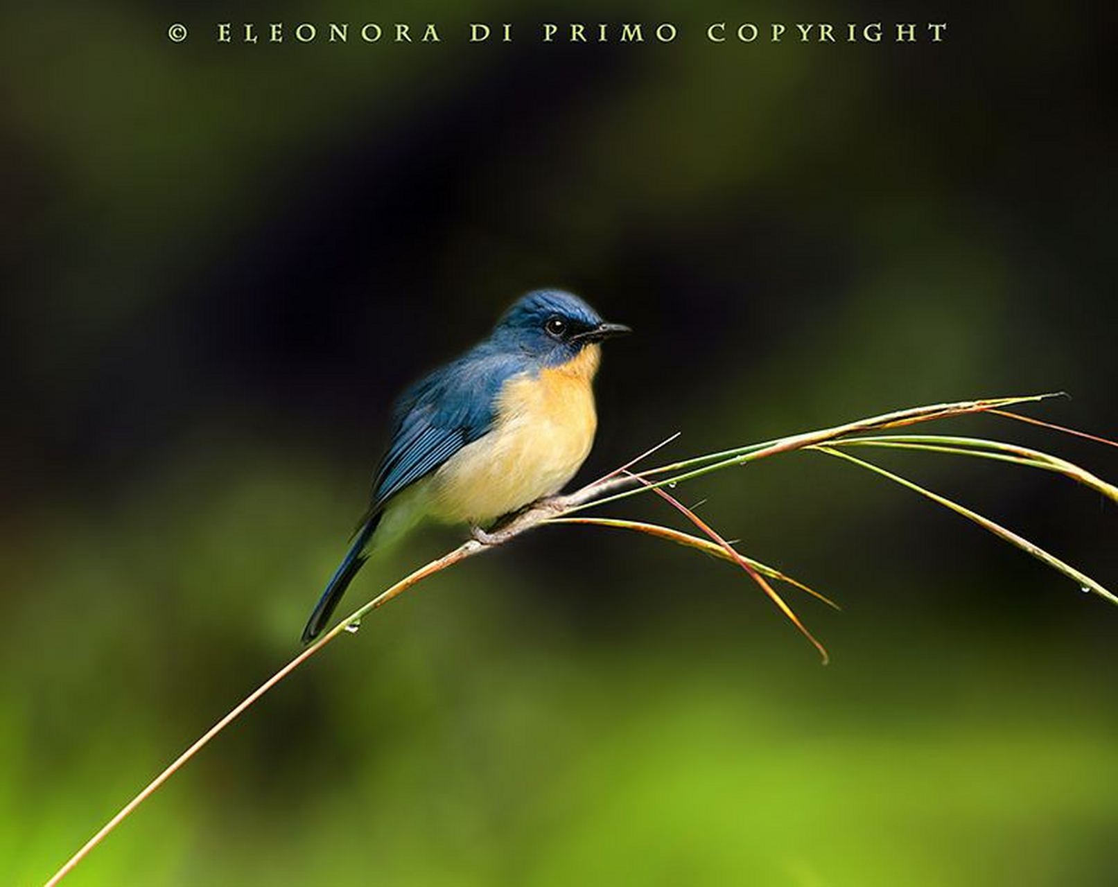小鸟超度-小鸟超神图片 小鸟超度-小鸟超神图片