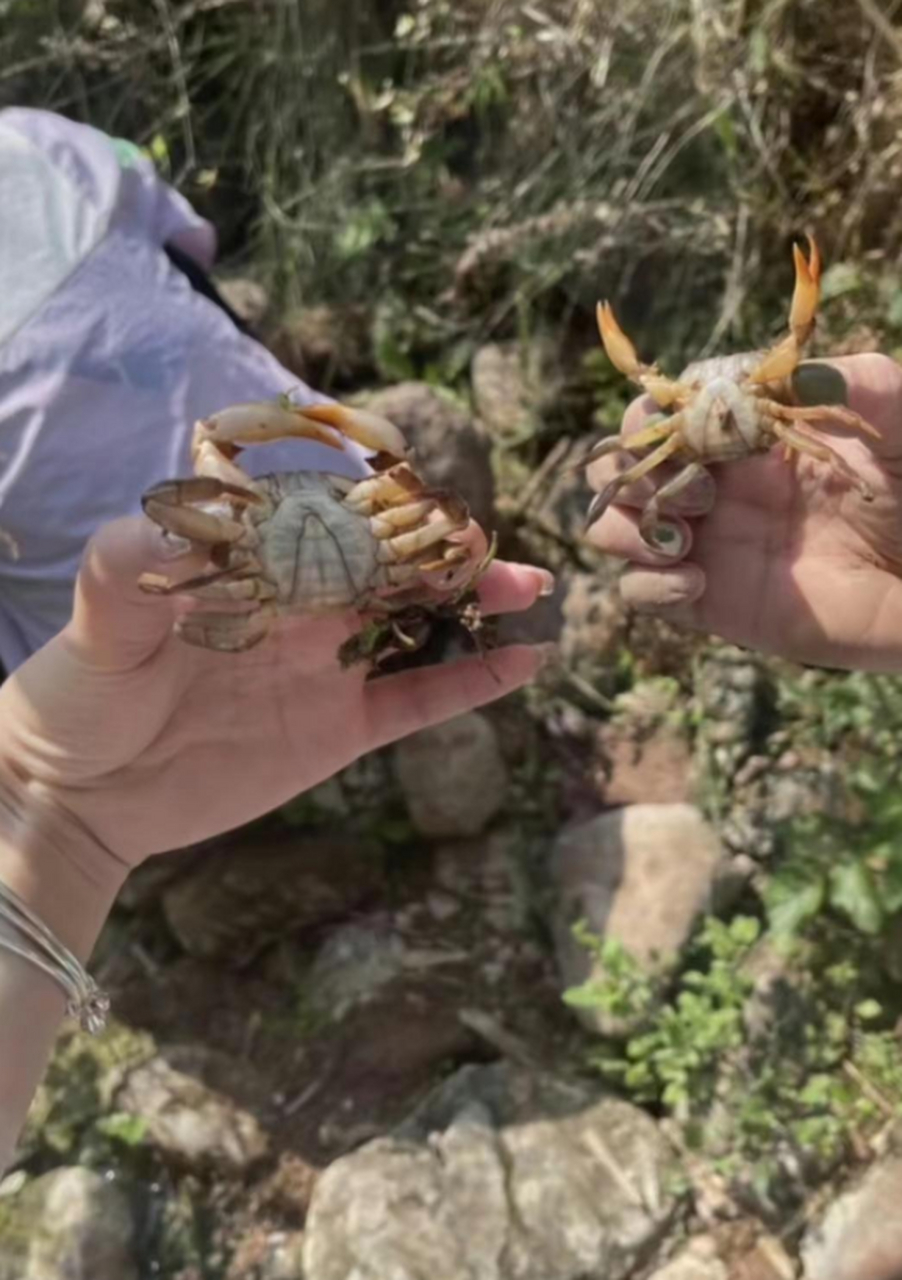 土里的螃蟹你们见过吗?