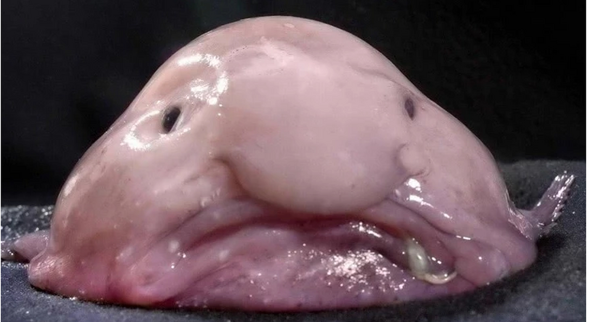 世界上最奇怪的动物 水滴鱼,生活在海洋深处,那里的压力非常大.