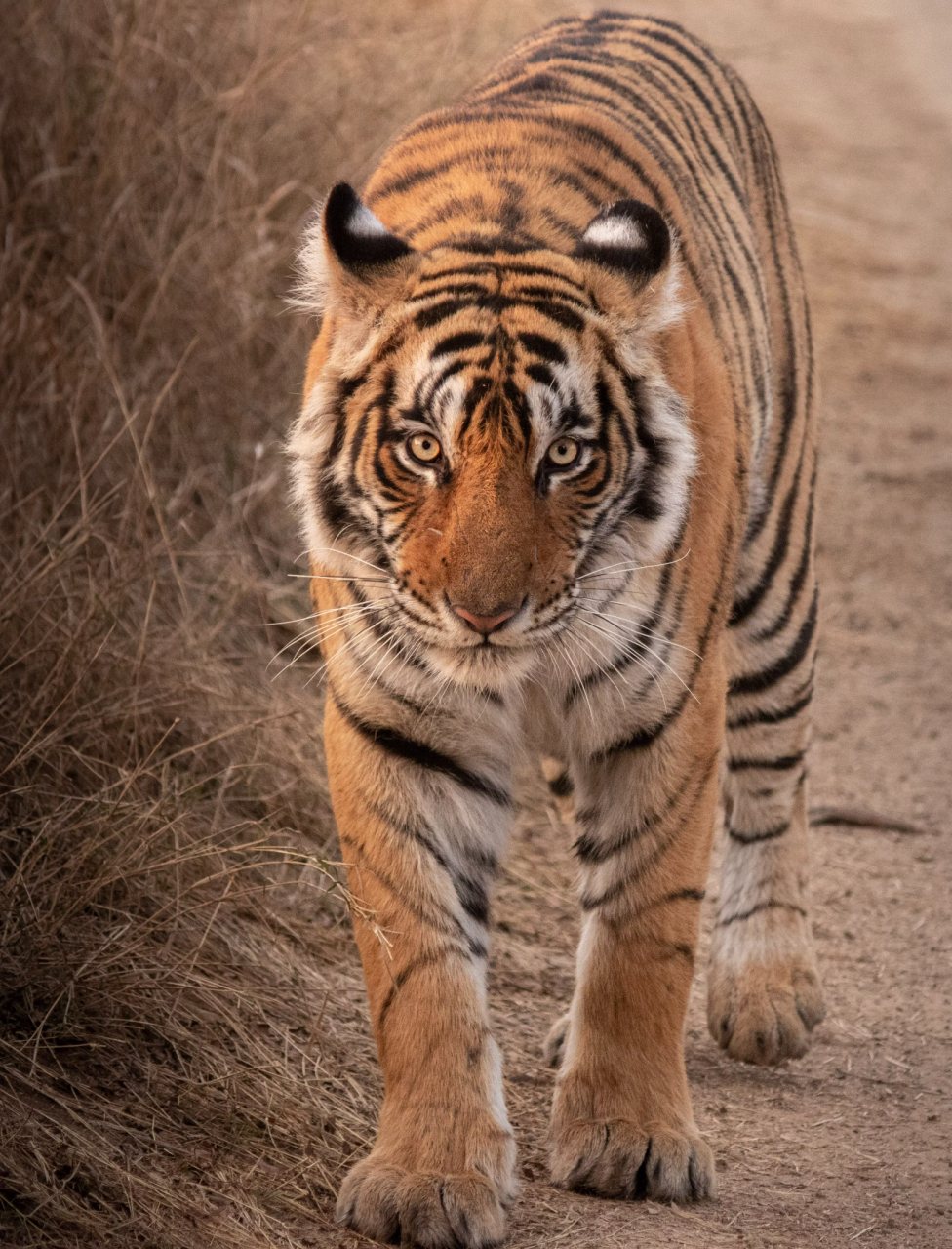记录大自然的动物世界# #孟加拉虎# 一只庞大而肌肉发达的老虎在它的