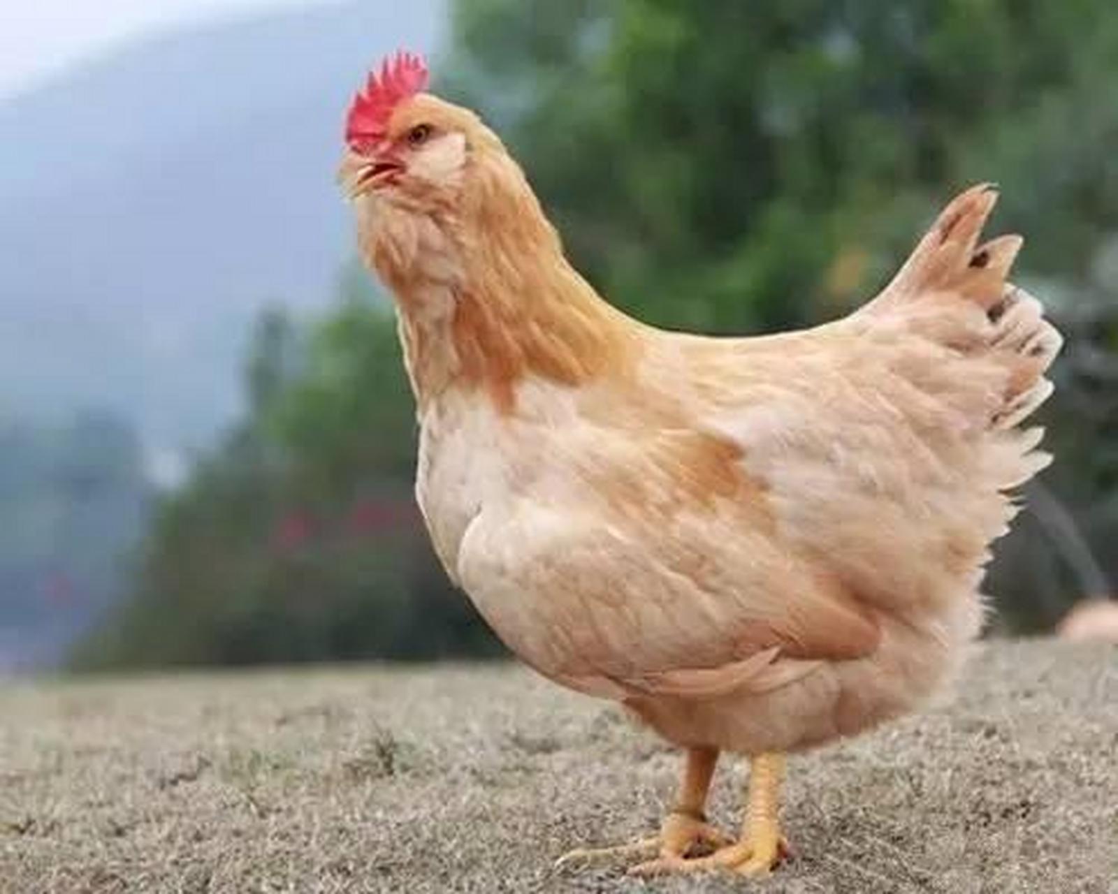 4月放肆吃#胡须鸡:这个也是惠州当地比较出名的一