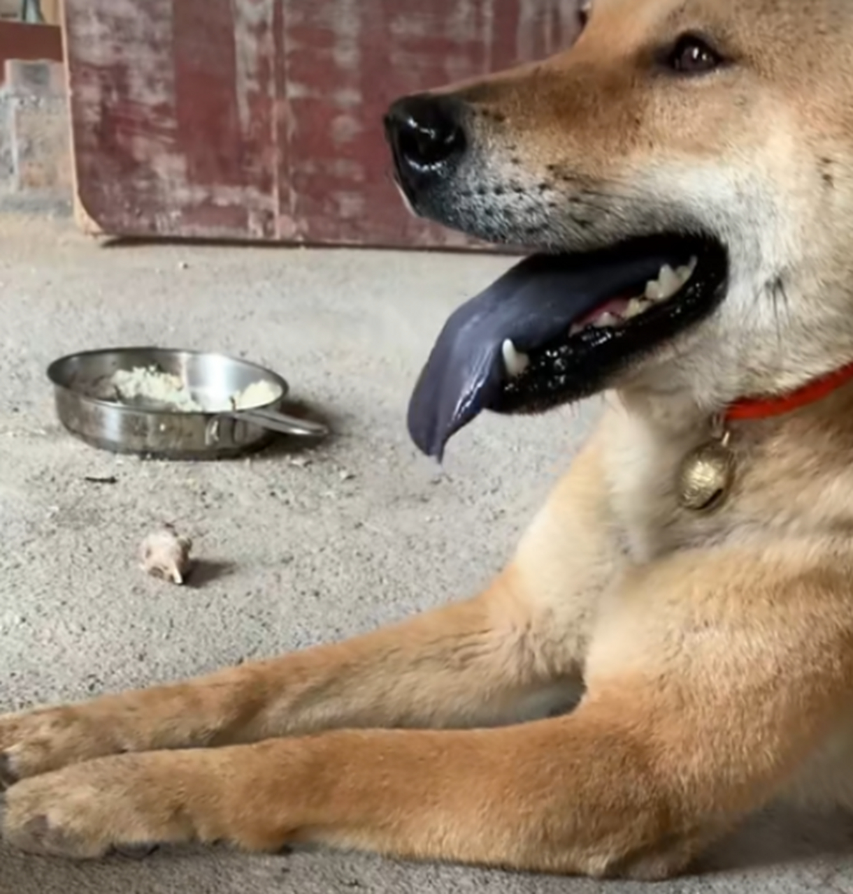 不懂就问,这狗的舌头咋这么黑?是中毒了吗?