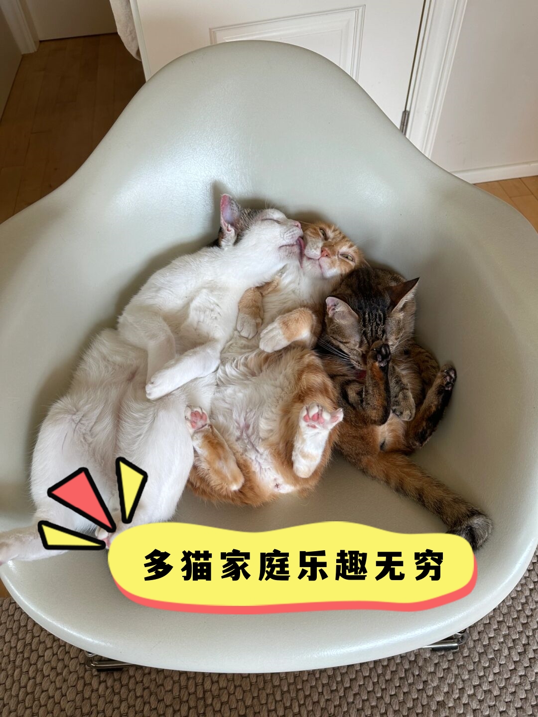 我万万没想到,一个家庭中有5只猫咪竟然能如此和谐