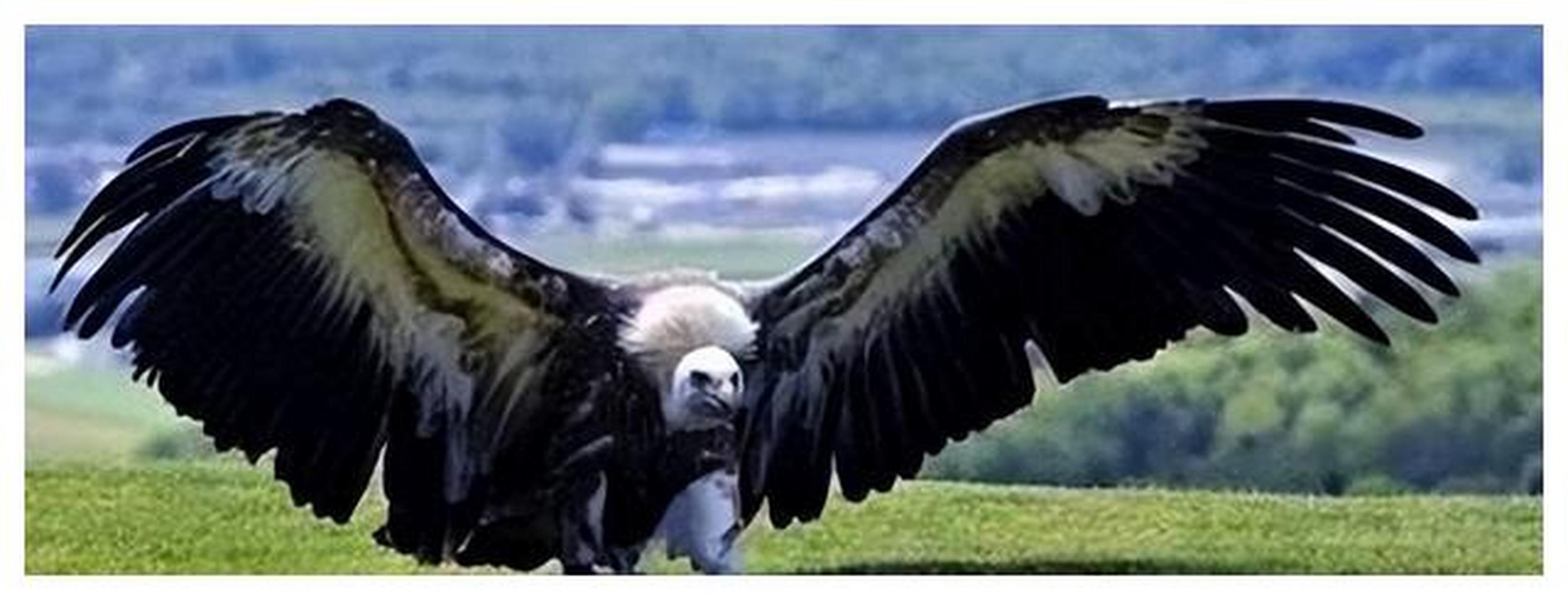 世界上最大的鹰,角雕还是食猿雕?