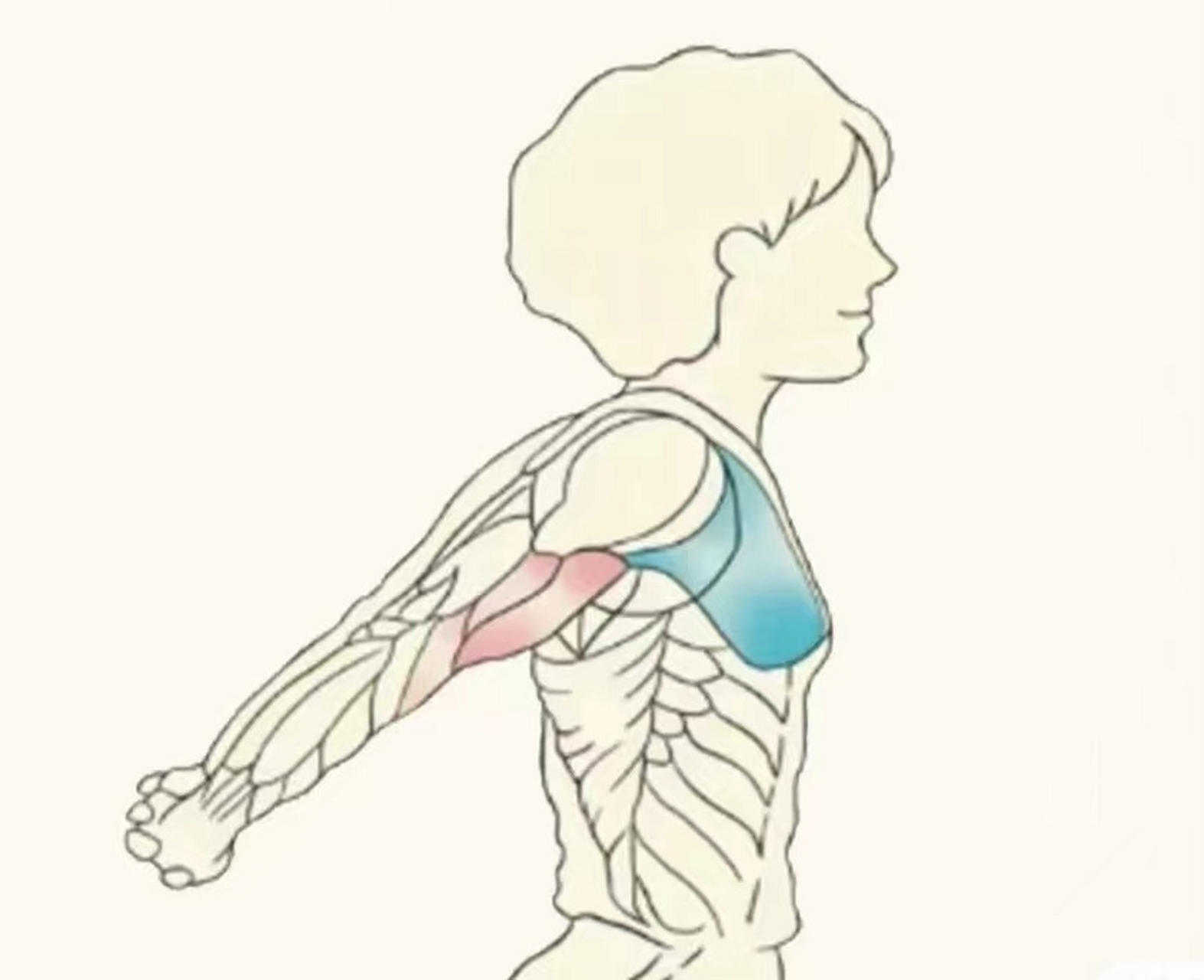 筋长三分,肉薄一寸!分享4个正确拉筋的小动作.