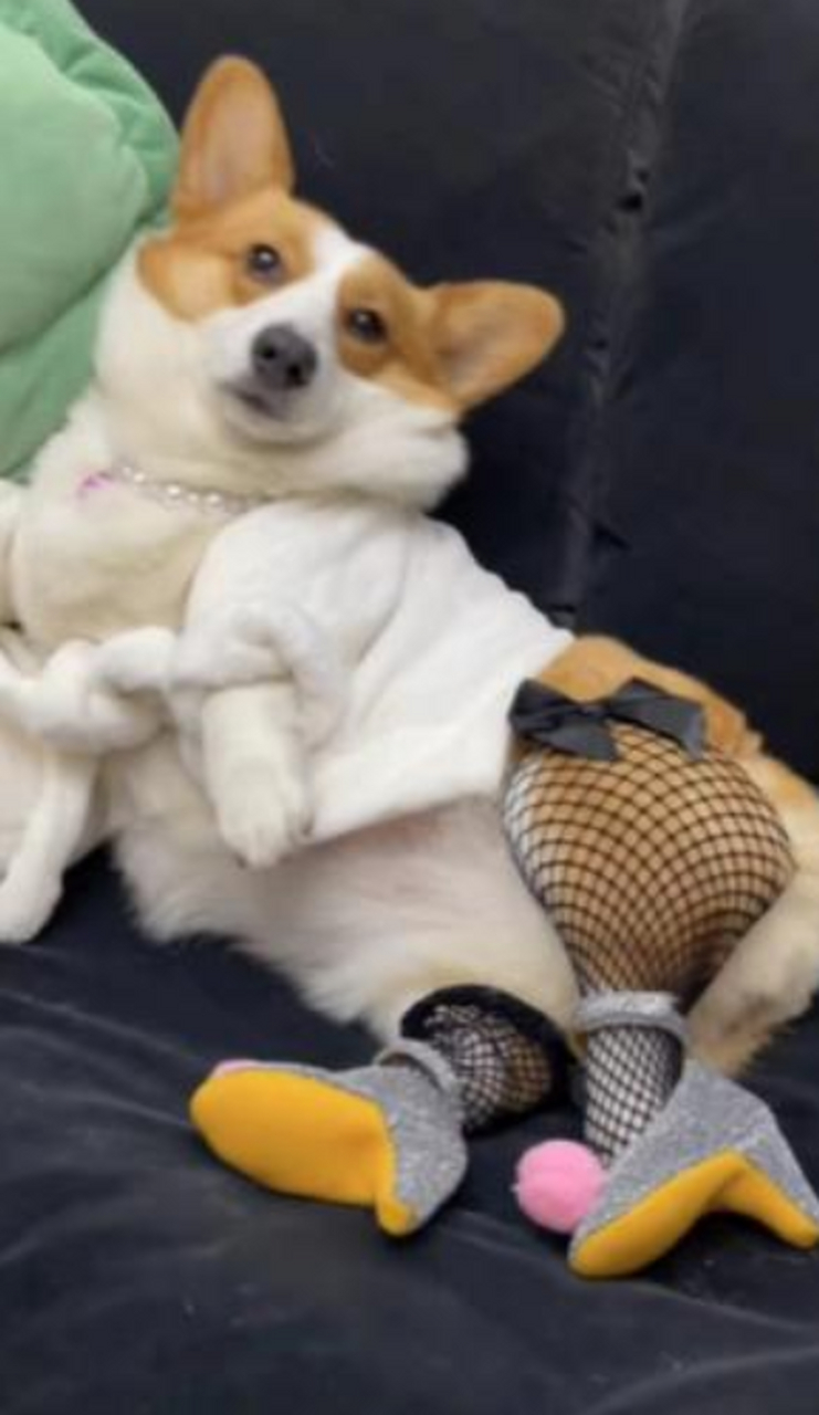 狗子:来欣赏一下我的性感渔网袜!