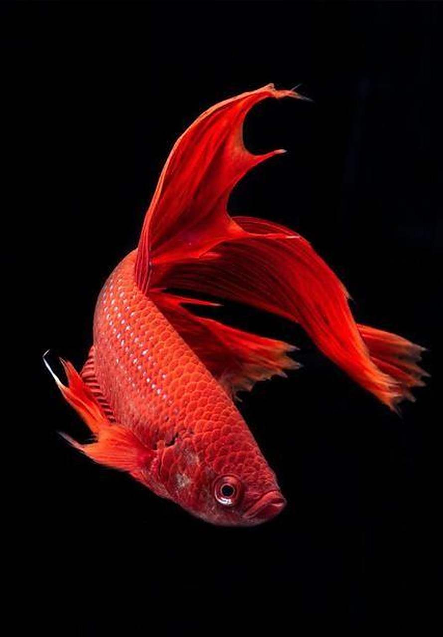 古时,有一童生在海边玩耍时见一条红鱼搁浅沙滩,童生见其肚子鼓起,料