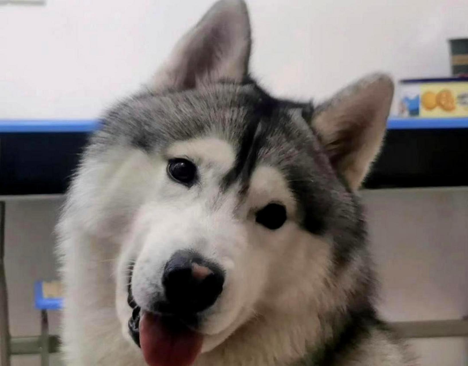 这张图片中的吐舌小狗太可爱了,看到它的人都会被它迷倒,想要亲上两口