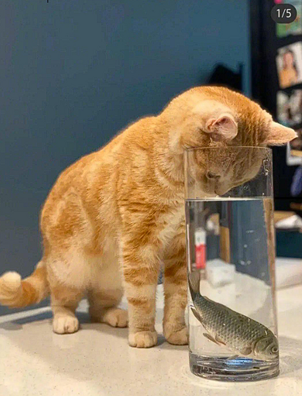 接下来讲一下鱼和猫的故事