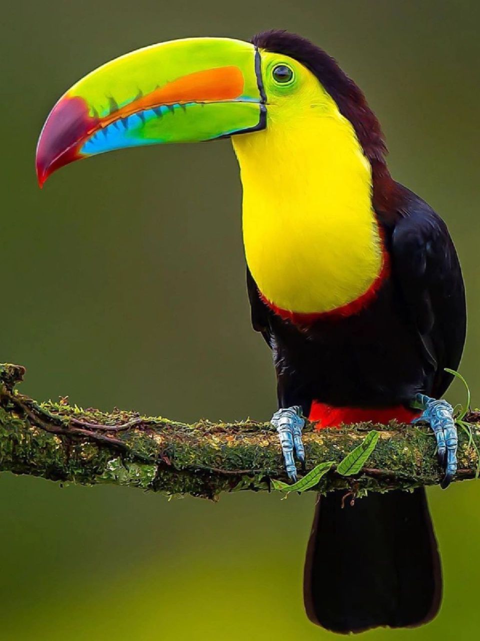 一起瞧动物 名称:巨嘴鸟 别名:鵮鵼 (tuǒ kōng) 分类:脊索动物门